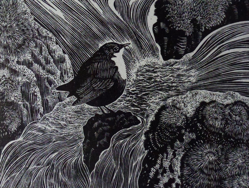 Water Ouzel (Dipper)