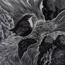 Water Ouzel (Dipper)