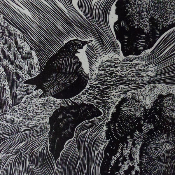 Water Ouzel (Dipper)