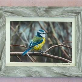 Blue Tit - Original Mounted and Framed Photo