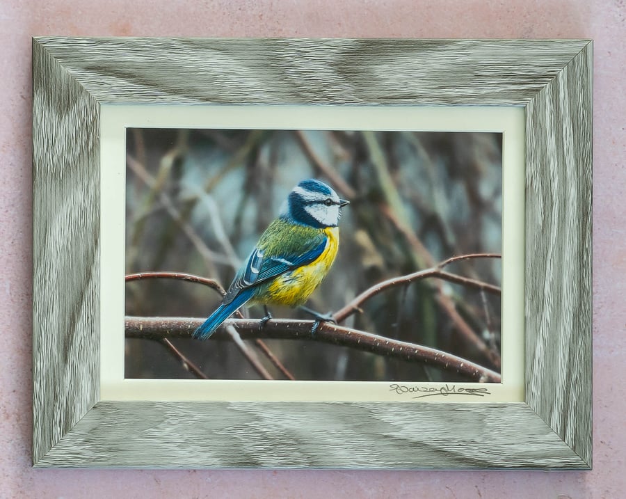 Blue Tit - Original Mounted and Framed Photo