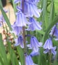 An original handprinted linoprint of Bluebells - Image 9
