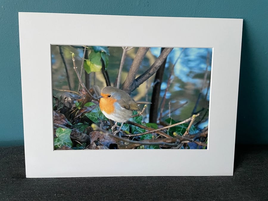 16x12 inch White Mounted Print of Robin