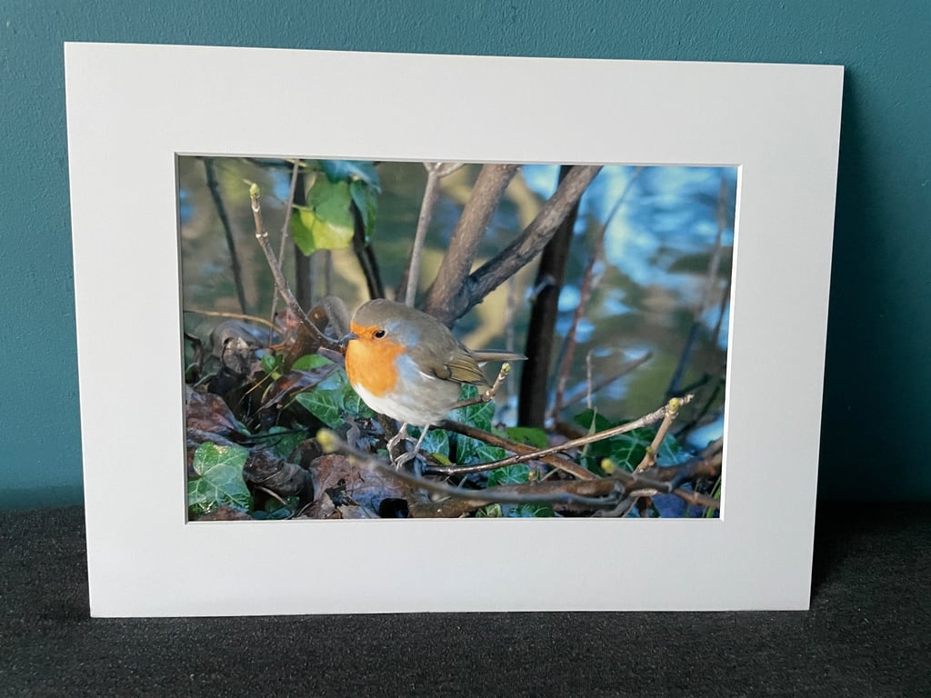 16x12 inch White Mounted Print of Robin