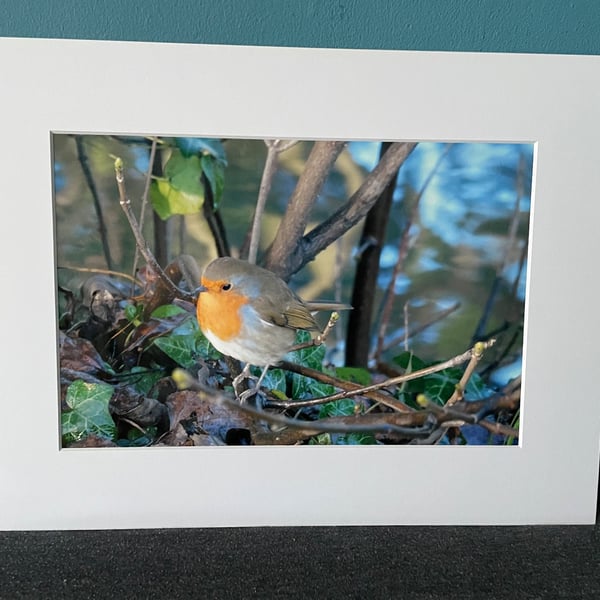 16x12 inch White Mounted Print of Robin