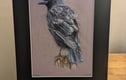 Corvid Collection