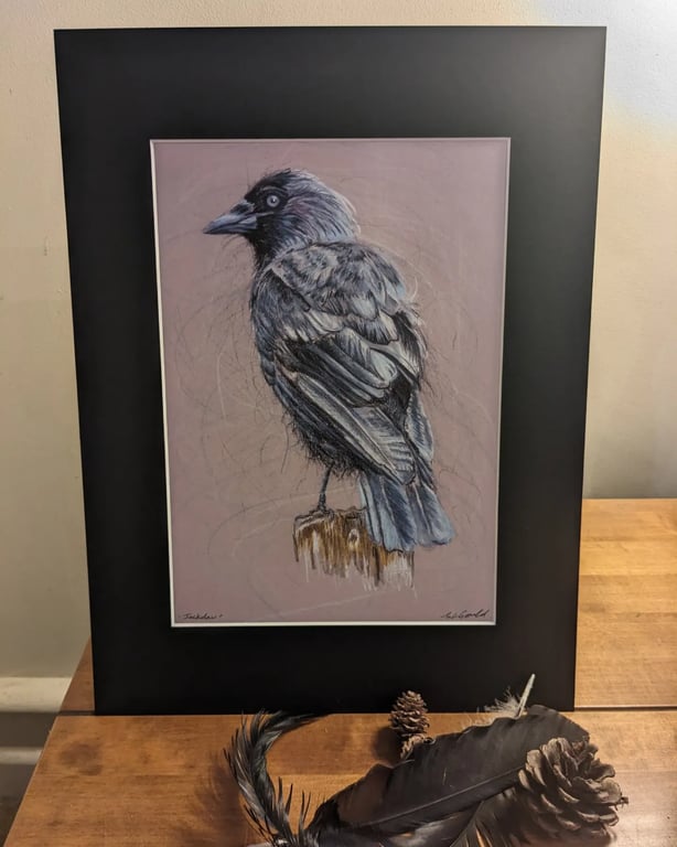 Jackdaw, an A4 print of an original drawing 