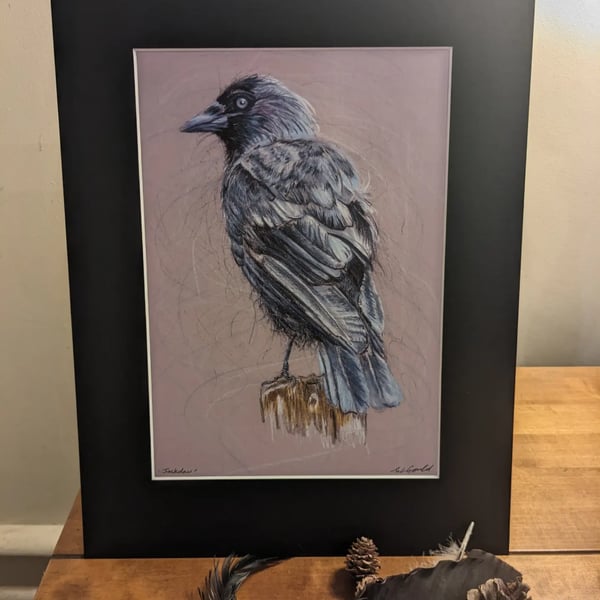 Jackdaw, an A4 print of an original drawing 