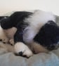 Border Collie New Born Puppy, Dotpebblesknits  Design - Image 5