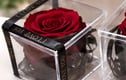 Preserved Roses