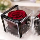 Preserved Red Rose in Acrylic Display Box - Real Forever Rose Gift