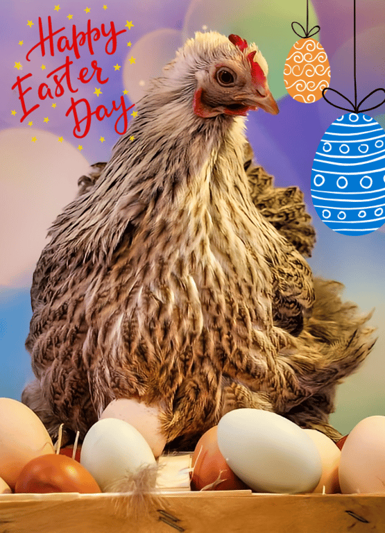 Hen with Eggs Easter Greeting Card A5 Size 