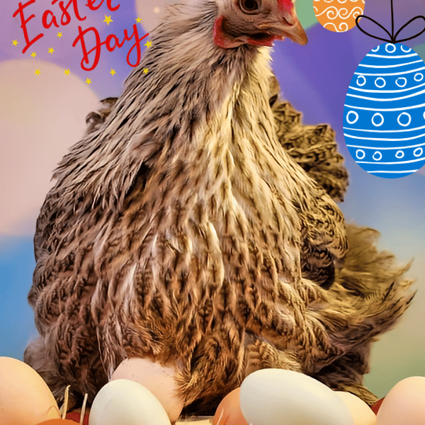 Hen with Eggs Easter Greeting Card A5 Size 