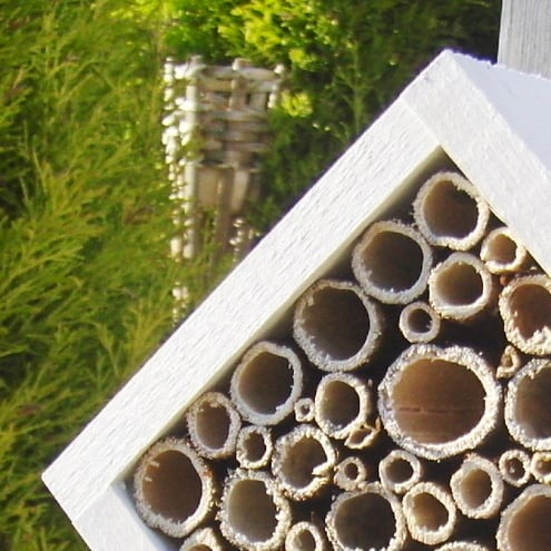 iBee *Reserved for Bumby only*