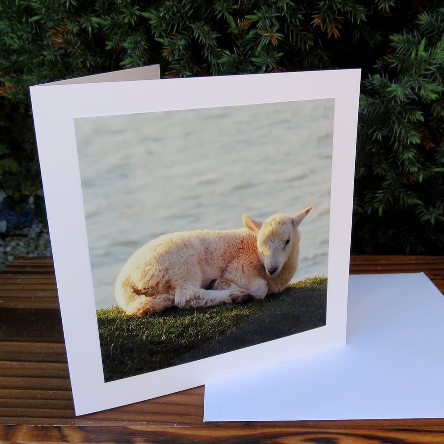 Coastal Sheep.  A card featuring an original photograph.  Blank inside.