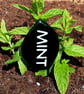 Handmade Fused Glass Leaf Shaped Plant Name Label  - Image 9