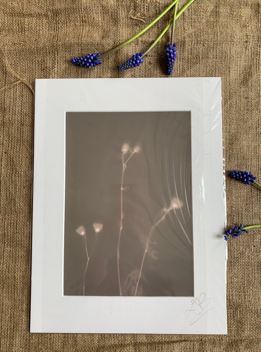 Grass Heads Lumen Print