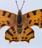 Original Comma Butterfly Acrylic Painting  - Image 2