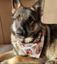 Elasticated slip-on Dog Bandana - Size M - Image 6