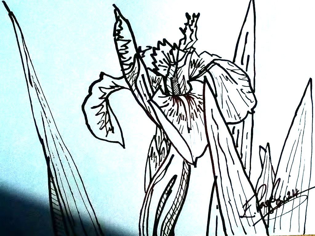 Yellow Flag Iris, Original reed pen drawing, A5