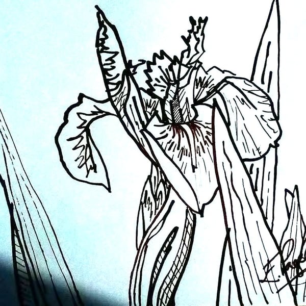 Yellow Flag Iris, Original reed pen drawing, A5