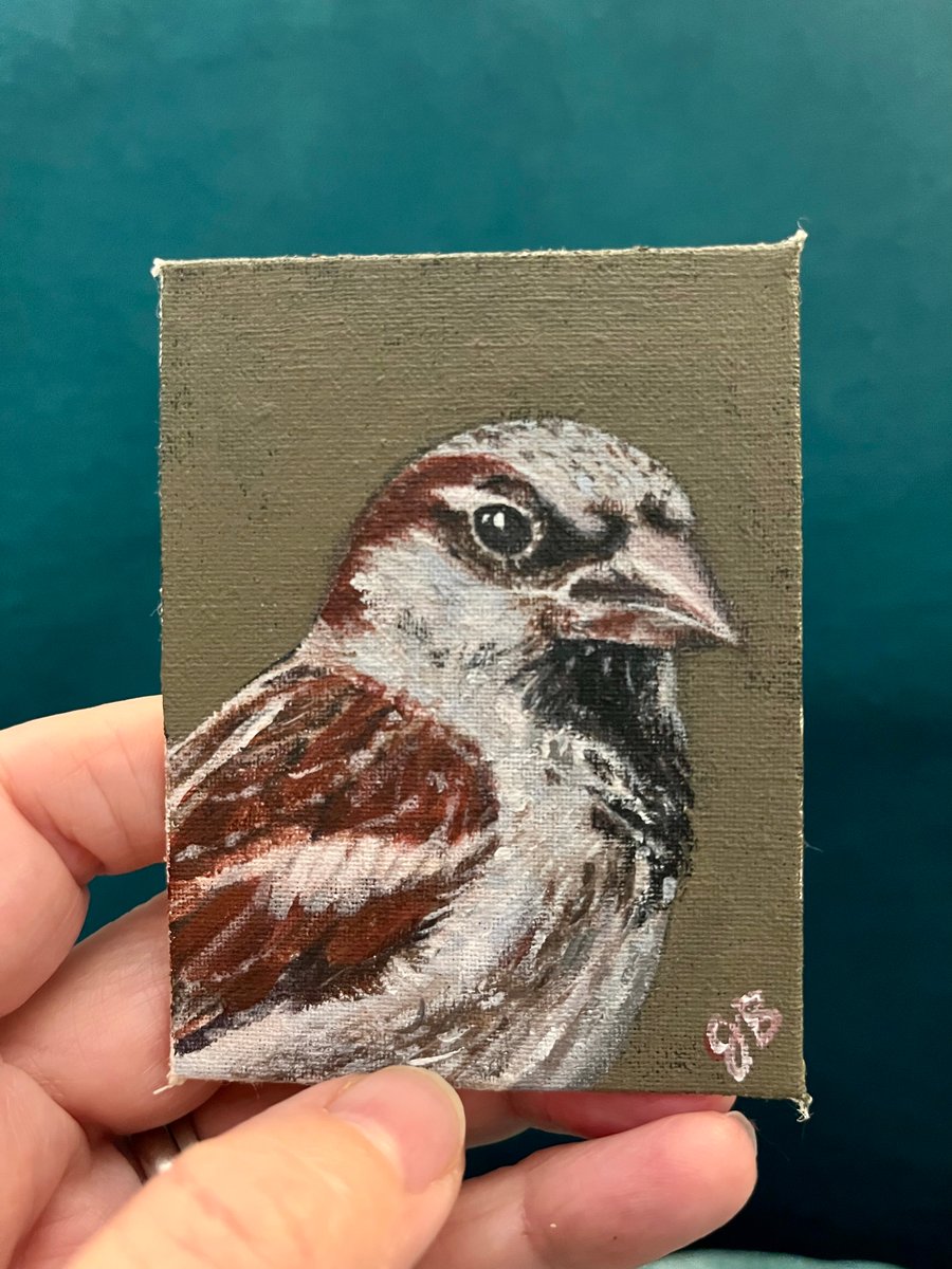 ACEO house sparrow bird portrait 2 original painting 