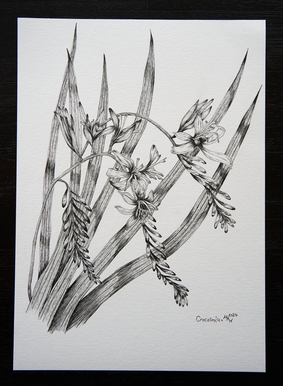 Title: "Crocosmia" original botanical drawing, size A4, 8.3x11.7in