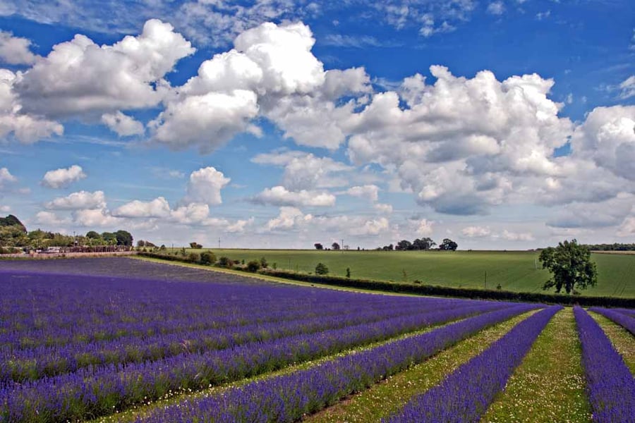 Lavender Field Purple Flowers Cotswolds Photograph Print