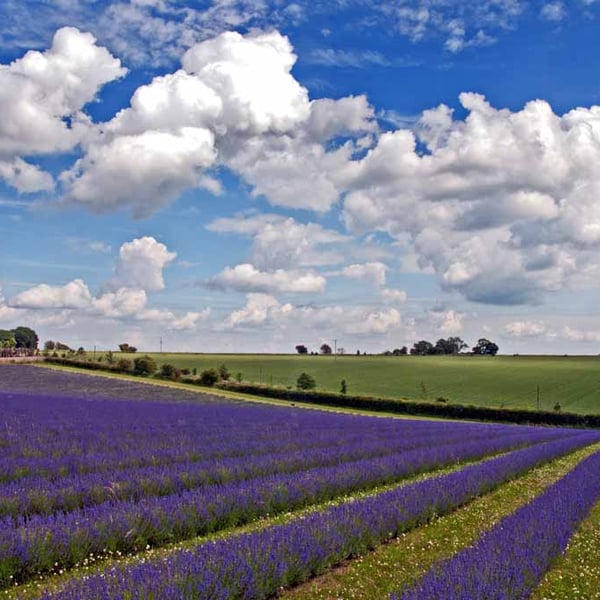 Lavender Field Purple Flowers Cotswolds Photograph Print