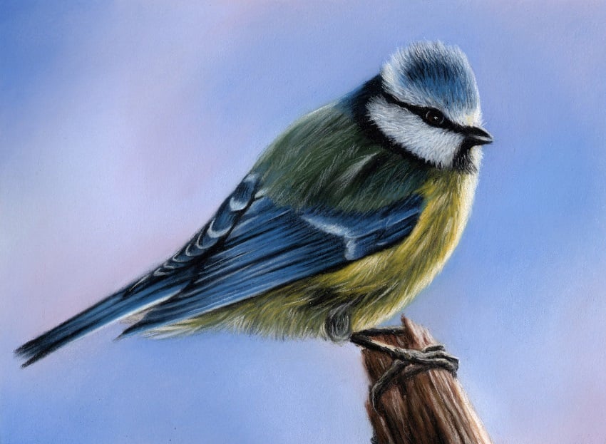Original Pastel Artwork of a Blue Tit