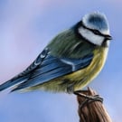 Original Pastel Artwork of a Blue Tit