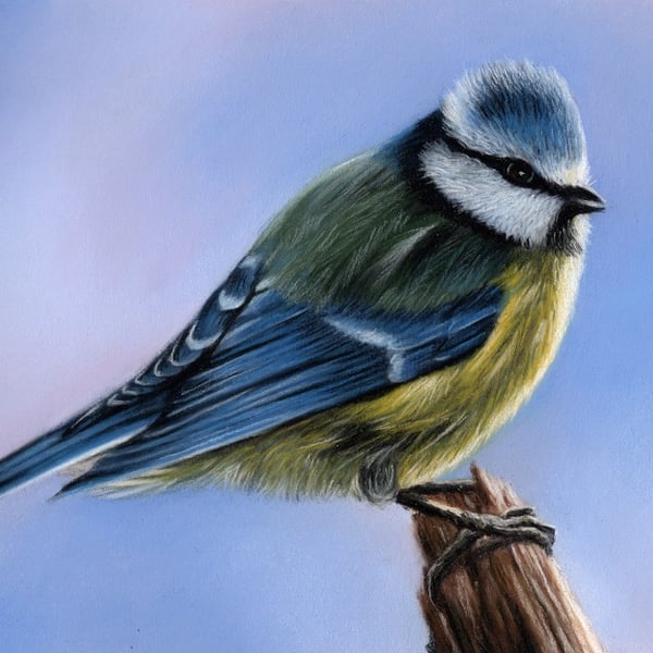 Original Pastel Artwork of a Blue Tit