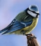 Original Pastel Artwork of a Blue Tit