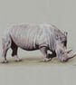 Browsing Rhino - Original Coloured Pencil Drawing - Image 2