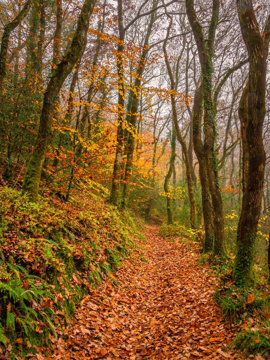 “Autumn Woodland Walk” - signed limited edition photography print