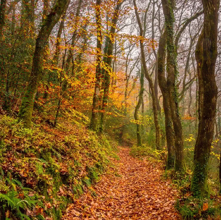 ジェラトーニ　AUTUMN WOODS Path Through Autumn Woods Woodland Forest Trees Autumnal