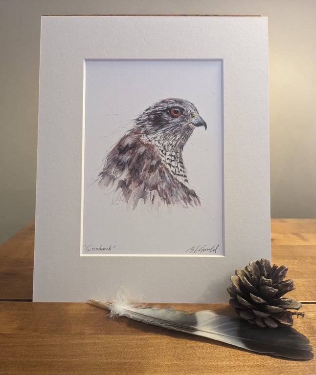 Goshawk, a mounted print of an original painting