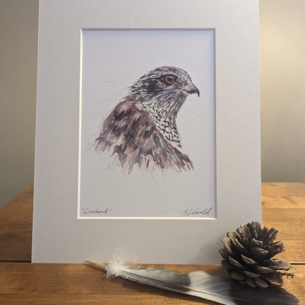 Goshawk, a mounted print of an original painting