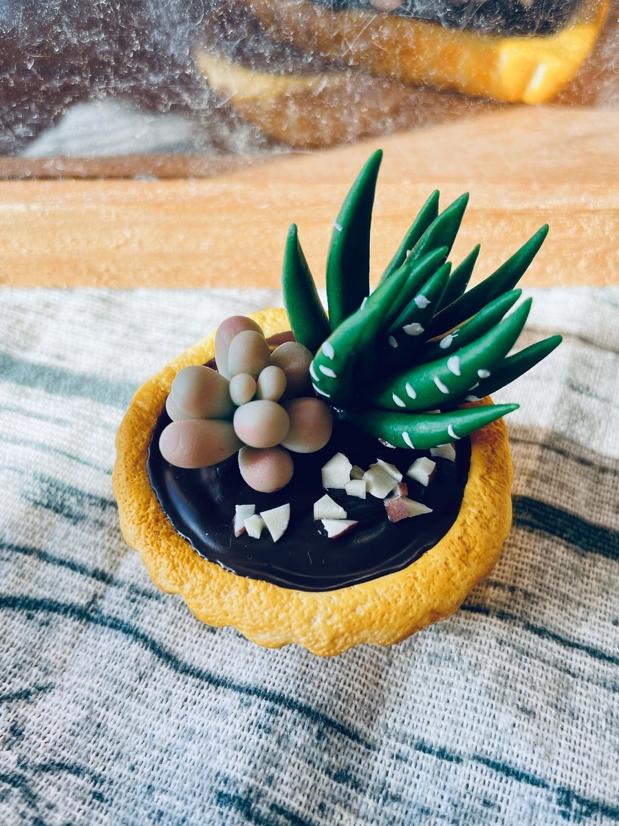 Succulent Plant on Chocolate Tart-Petite (Made to order)