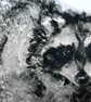 Racoon - Image 2
