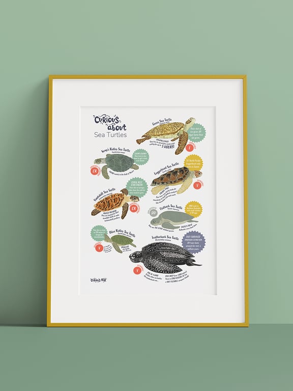 Curious about sea turtles A4 educational poster
