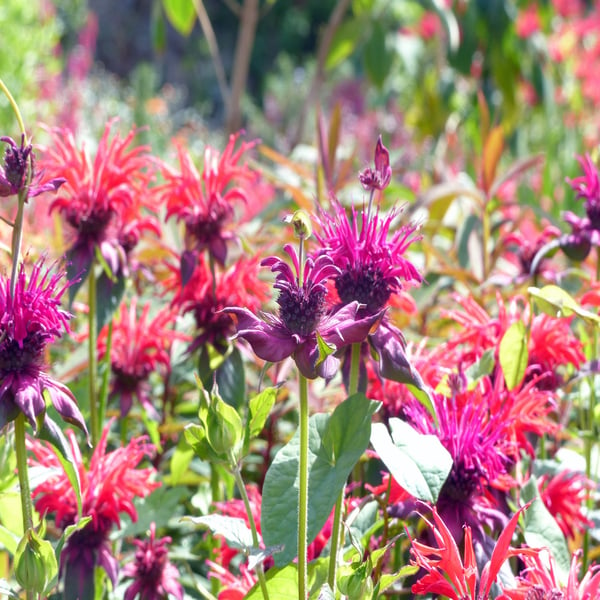 Greetings Card. Monarda Bergamot Flowers in the Sunshine. Eco Friendly 150mm Squ