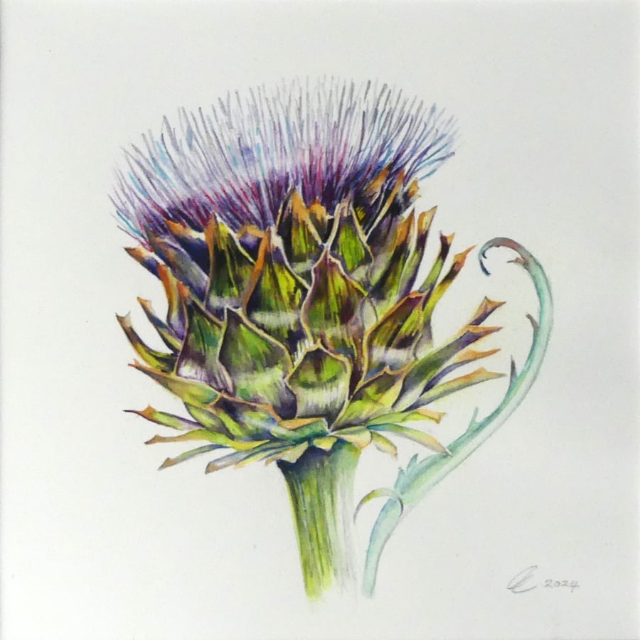Framed Artichoke Botanical Watercolour Painting - Purple Vegetable Fine Artwork