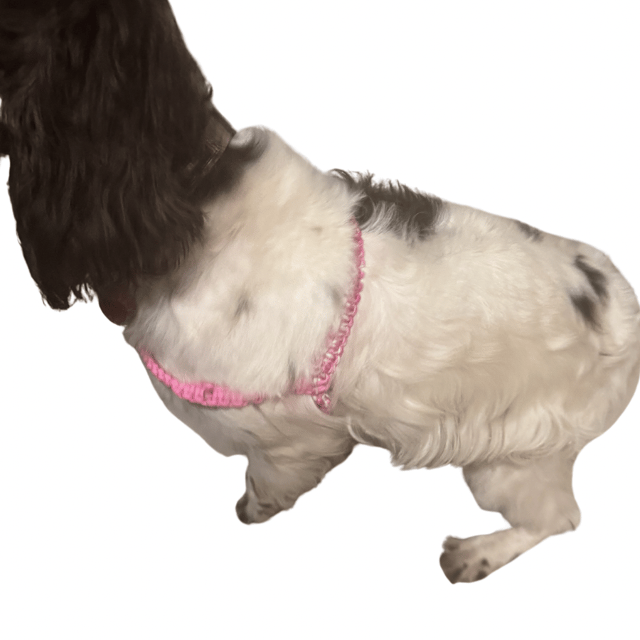 Bespoke Paracord Dog Harness - Made to order.