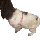 Bespoke Paracord Dog Harness - Made to order.