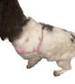 Bespoke Paracord Dog Harness - Made to order.
