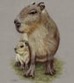 Capybara Original Coloured Pencil Drawing - Image 3