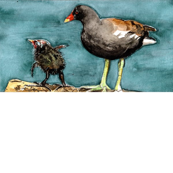 Moorhen and Chick. Original watercolour.