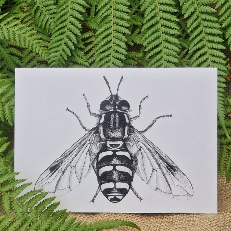 Broken-banded wasp-hoverfly card