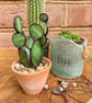 Stained Glass Cactus Succulent in Terracotta Pot, Plant Your Own Succulent Kit - Image 1